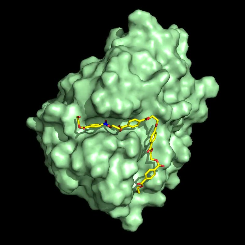 為了更了解運作機制，研究團隊製作360度的動畫，呈現出酵素PETase的晶體結構（綠色部分），PET聚合物（黃色部分）則是對接在活性位點的位置。製作：John McGeehan / University of Portsmouth