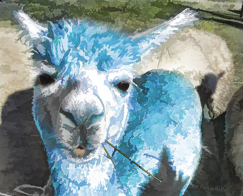 alpaca colourful colorful colours colors colour bunt blue blau fauna tier animal animals tiere textures texturen texture textur topaz topazsimplify outdoor cmwdblue awardtree