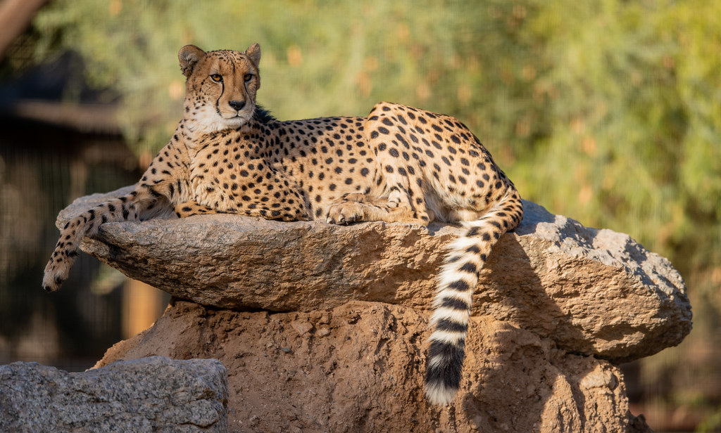 Cheetah_1