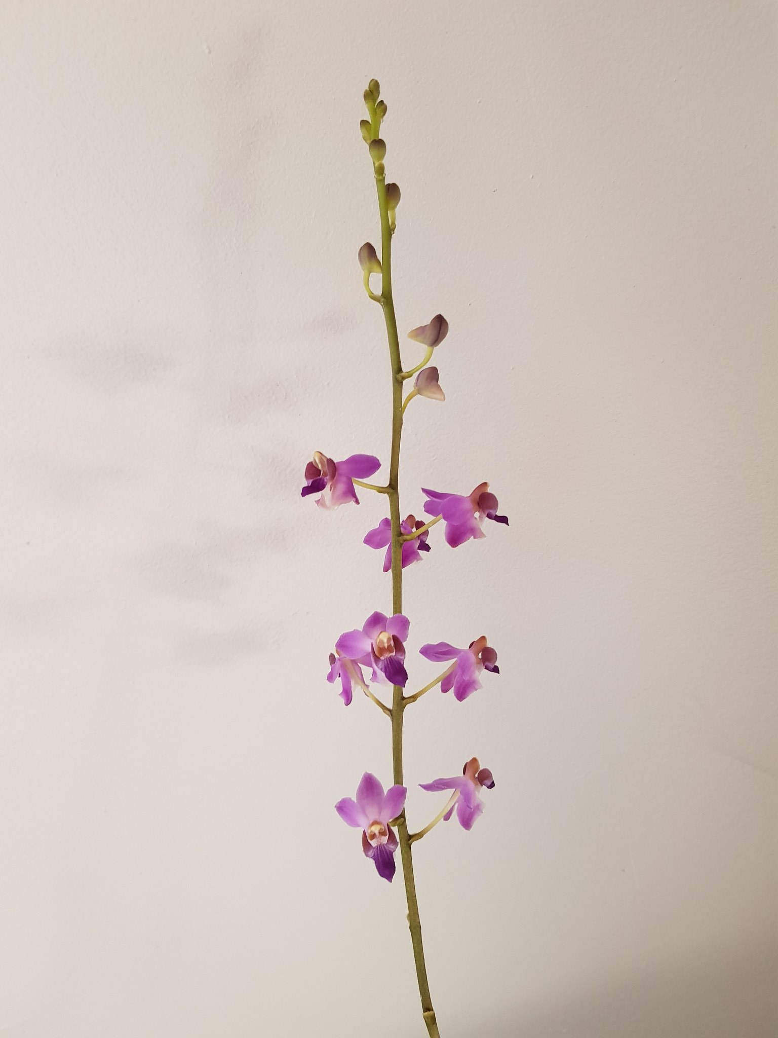 Phalaenopsis pulcherrima f. coerulea 43164884672_fd475446f0_k