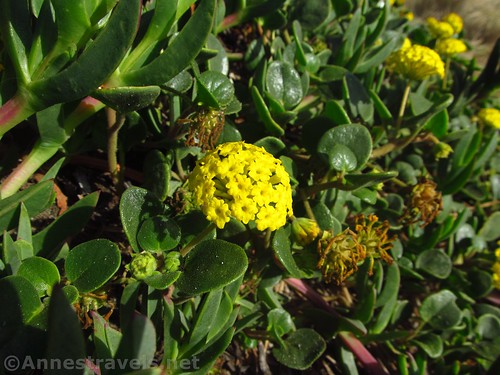 Yellow Sand-Verbena Flowers in Manchester Beach State Park, California