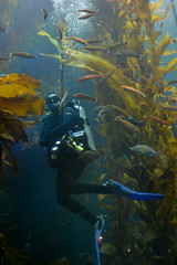 Kelp Forest at Monterey Bay Aquarium, Monterey, California, USA