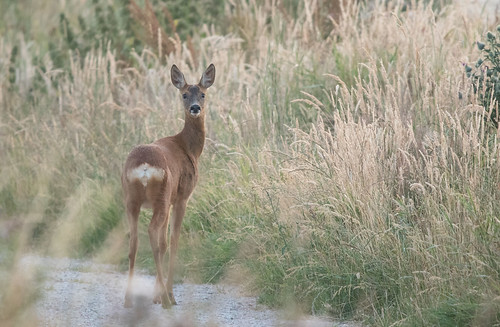 Roe deer, Bilton