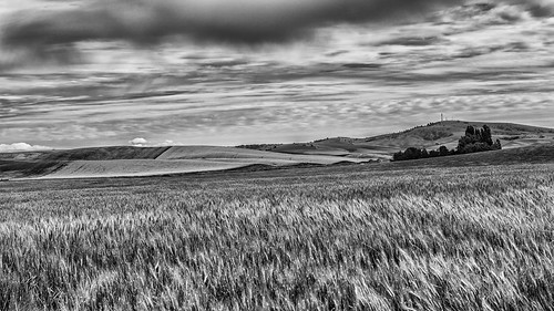 wheat washington field baldbutte southeastwashington canola palouse pullman butte landscape monochrome whitmancounty blackandwhite agriculture farming clouds