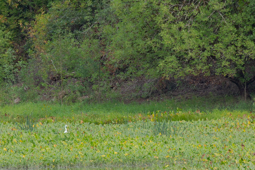 A great egret stands in a wetland with trees in the background on the Oaks to Wetlands Trail at Ridgefield National Wildlife Unit in Washington
