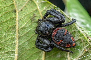 Crab spider (Camaricus cf. nigrotesselatus) - DSC_7025