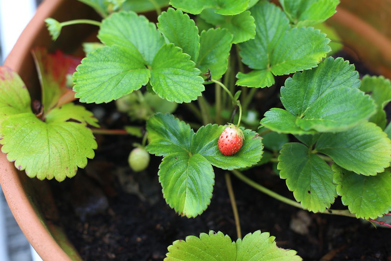 our strawberries are still going strong