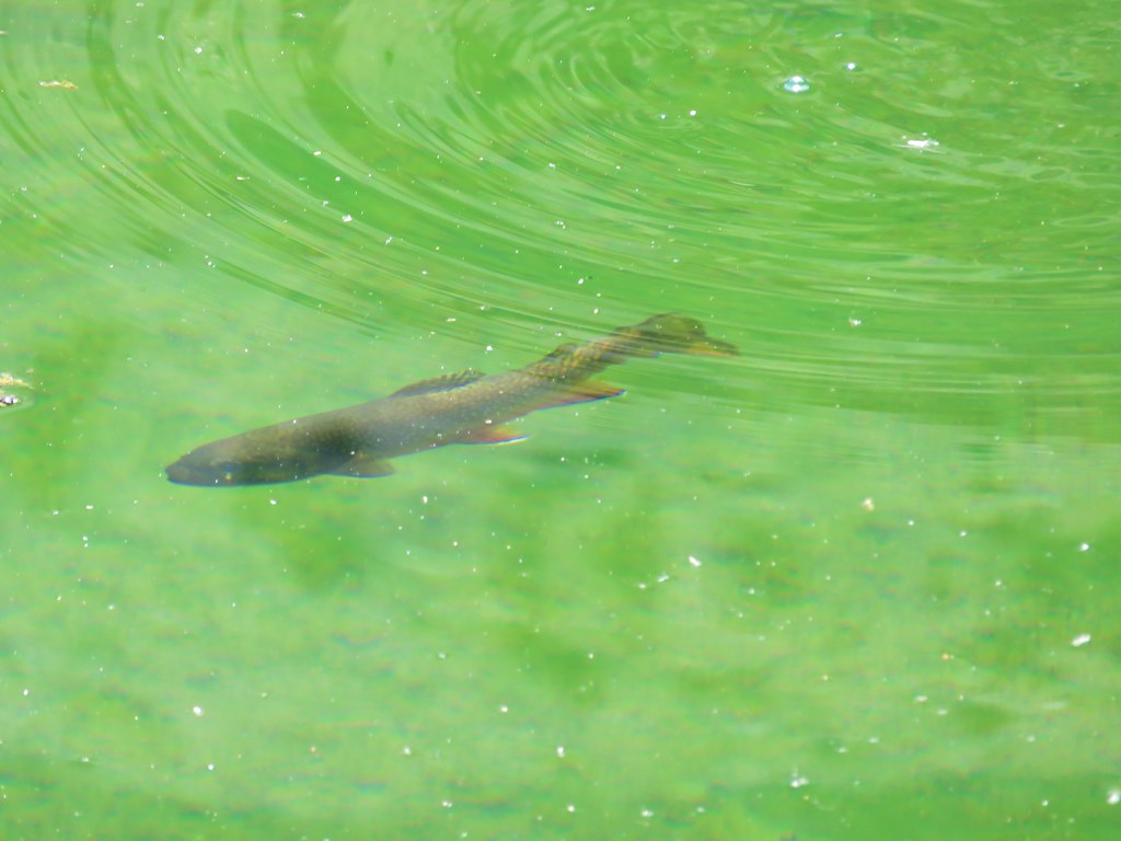 Fish in Little Strawberry Lake