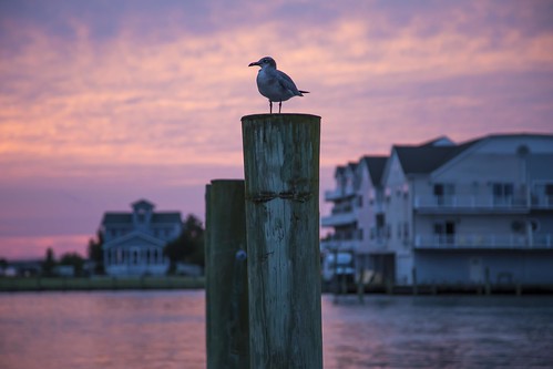 sunset dusk twilight pink water sky sun bay chincoteague virginia chesapeakebay light reflection seagull bird