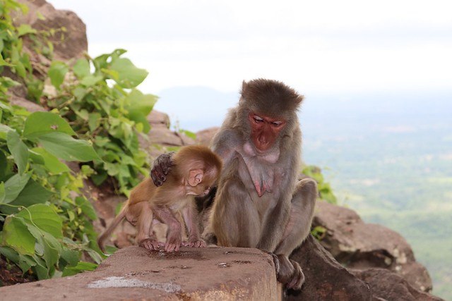 Monos en Monte Popa de Myanmar