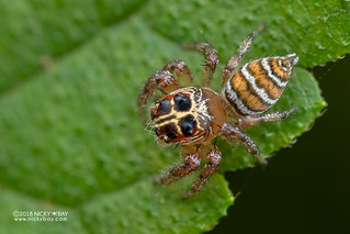 Jumping spider (Thyene cf. tamatavi) - DSC_7290