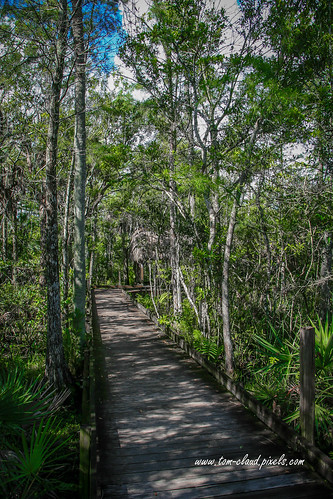 boardwalk trail winds winding trees swamp marsh nature mothernature landscape outdoors grassywaterspreserve westpalmbeach florida usa