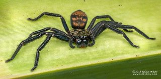 Huntsman spider (Damastes sp.) - DSC_7266