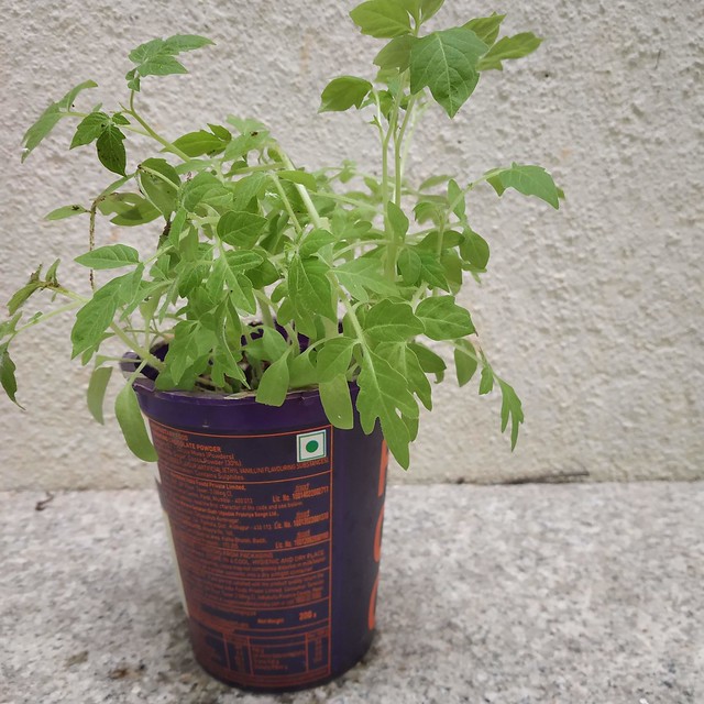 how to sow, sprout and transplant a tomato seed