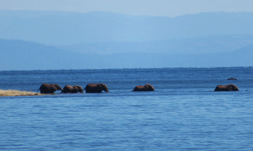 elephants-swimming-islands