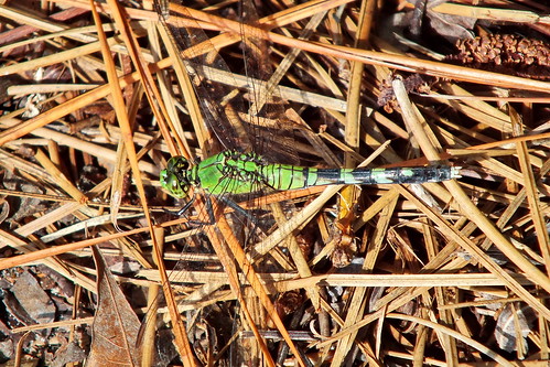 dragonfly easternpondhawkdragonfly pondhawkdragonfly erythemissimplicicollis easternpondhawk macro closeup insect fairfieldharbour northcarolina fujifilm hs30exr