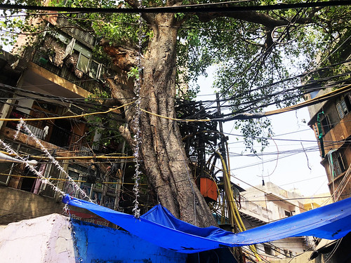 City Landmark - Peepal Tree, Tiraha Behram Khan