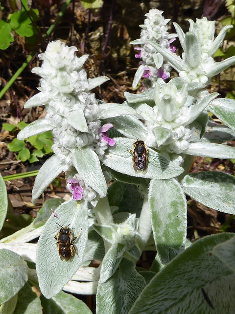 Pair of wool carder bees