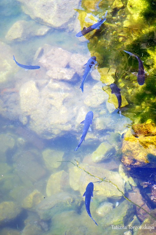 Рыбы в водах Шкудры