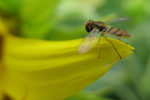 flower macro topv111 bug insect fly interestingness backyard dof michigan petal bee explore hoverfly interestingness107 yerffej9 jeffrozema
