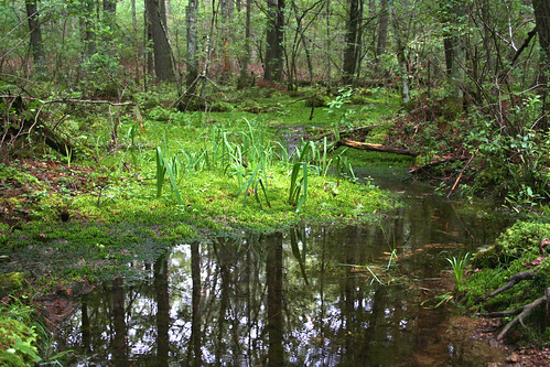 park ri green nature water pool stream newengland rhodeisland verdant