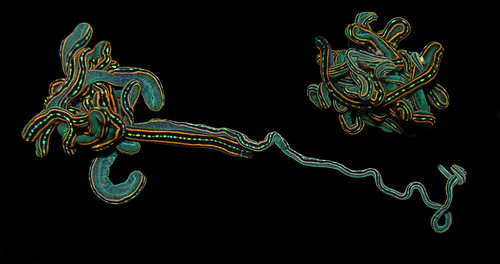 Colourful nemertean worm - Monostilifera gen sp ? (new species)