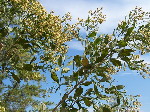 Baccharis halimifolia - séneçon en arbre 257383361_f219266b7a