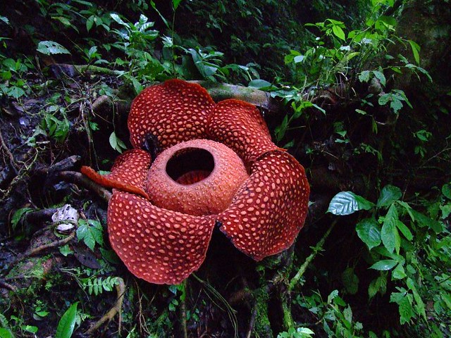 The Most Unusual Flowers In The World