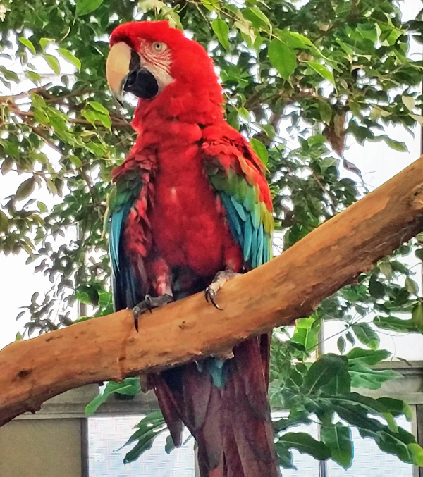red-parrot