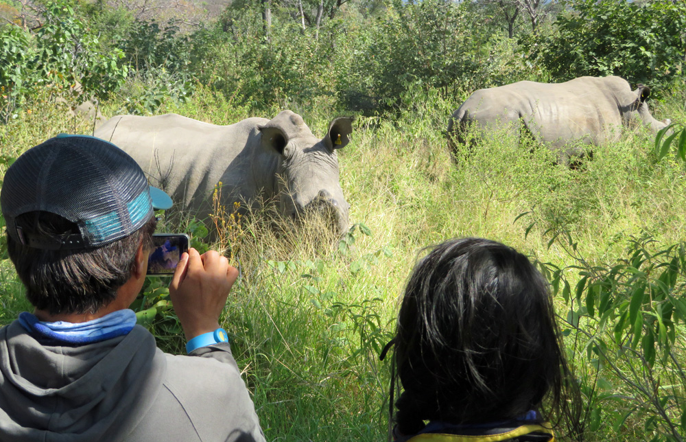 rhinos-up-close