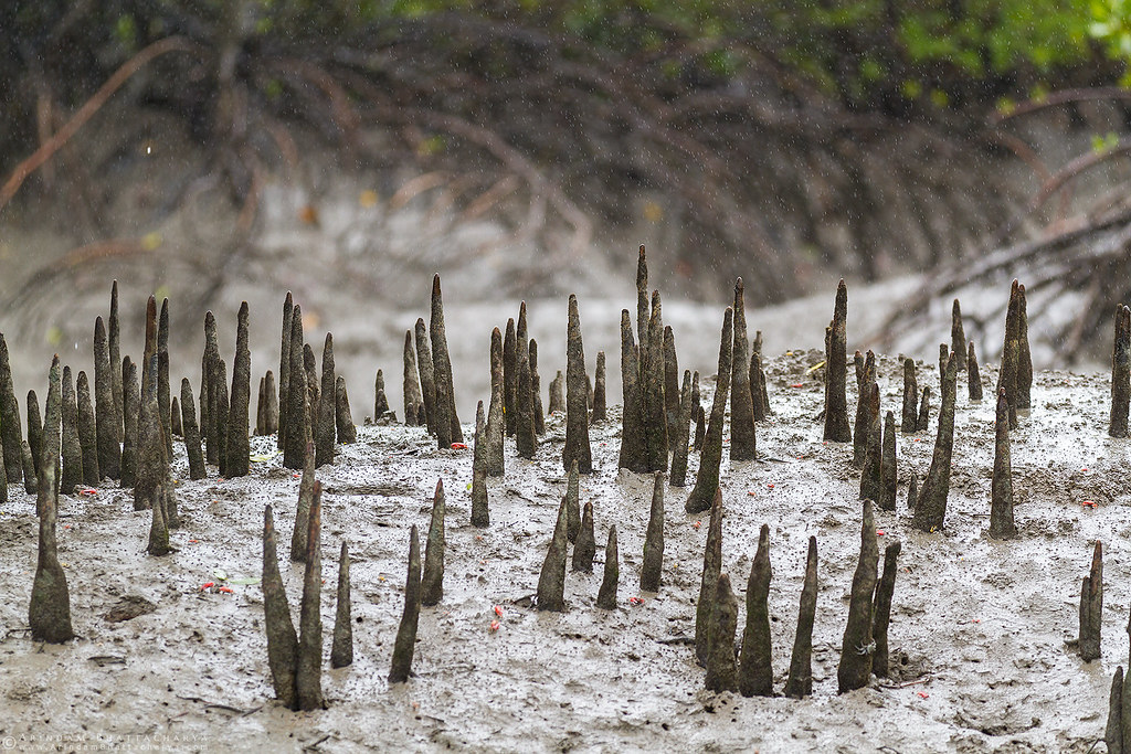 Sunderbans Mangroves in the rains during monsoon