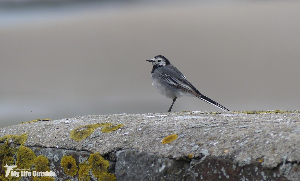 P1170701 - Pied Wagtail