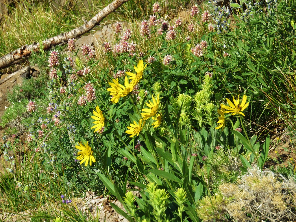 Wildflowers along the Skyline Trail