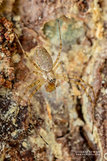 Hermit spider (Clitaetra cf. irenae) - DSC_6371