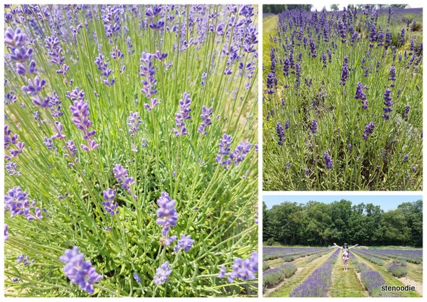Laveanne lavender fields