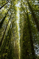 Trees - Photo of Le Quiou