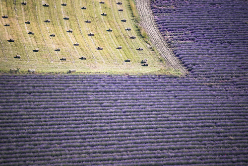 lavender fields lavendel felder nikon d810 200mm purple pink purpur rohre pipes tree baum dof grün green frankreich france provence