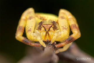 Crab spider (Cyriogonus sp.) - DSC_6764