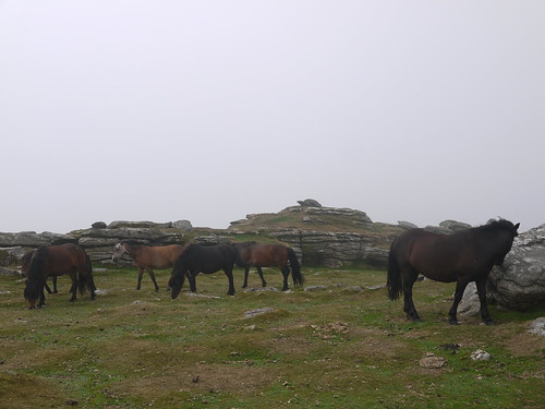 Wild Ponies at Saddle Tor