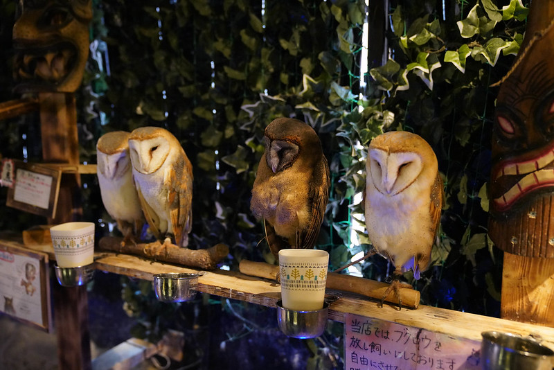 OWL cafe (9)