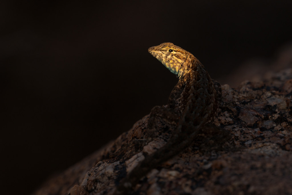 A common side-blotched lizard all in shadow save for its head along the Rustler Trail in McDowell Sonoran Preserve in Scottsdale, Arizona