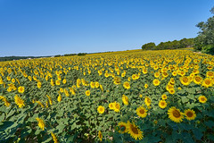 Field of sunflowers - Photo of Euzet