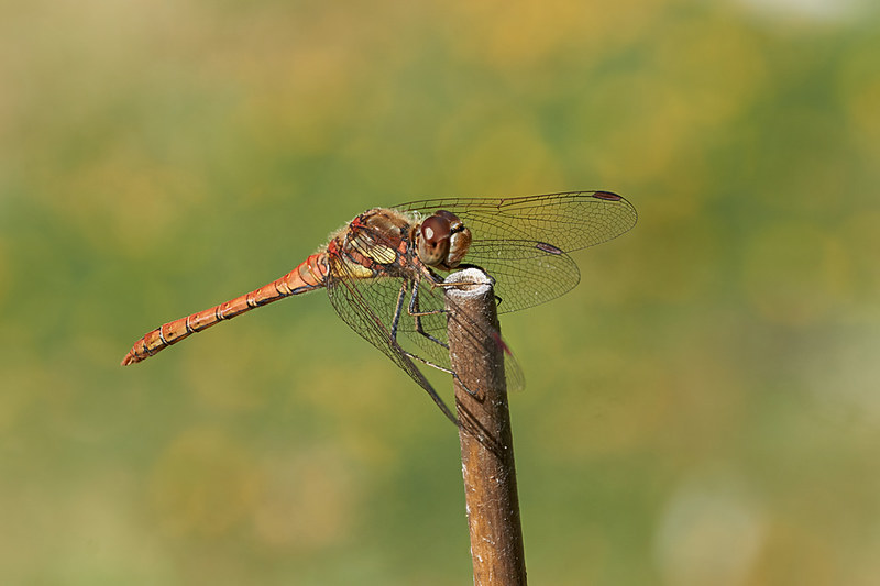 Darter dragonfly #1