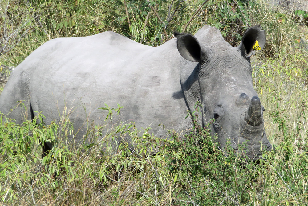 rhino-walking african safari animals