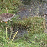 WE-LC-2018 Project Godwit chick OR-WL(E)