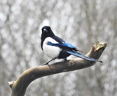 Magpie - Strike a Pose - Thornley Woods