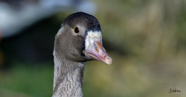 White Faced Goose