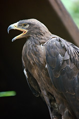 Aigle - Photo of Pullay