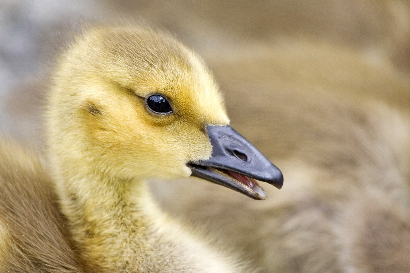 The yellow plumage of a Canada Goose gosling, Photographed at Burnaby Lake Regional Park (Piper Spit), Burnaby, British Columbia.