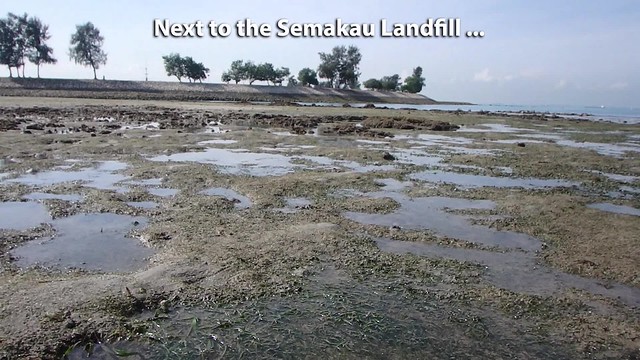 Living seagrass meadows at Pulau Semakau (South)